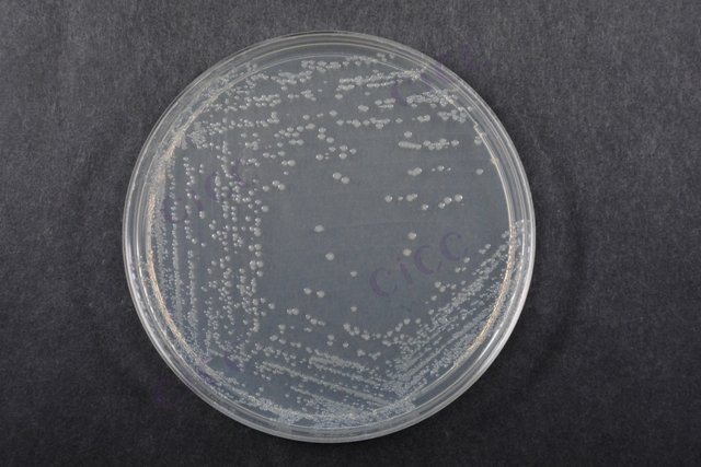 大肠埃希氏菌O157 Escherichia coli O157:H7 CICC 10907 Escherichia coli O157:H7