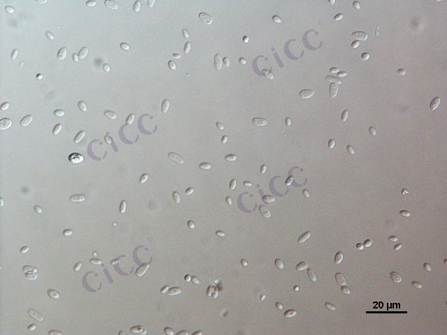 Kluyveromyces marxianus