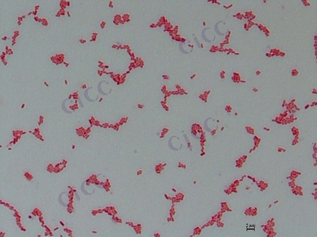 Pluralibacter pyrinus