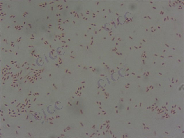 海洋中华微杆菌Sinomicrobium oceaniCICC 23806