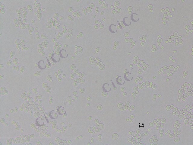 Komagataella phaffii