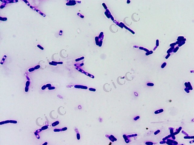 蜡样芽胞杆菌 Bacillus cereus CICC 10185 Bacillus cereus