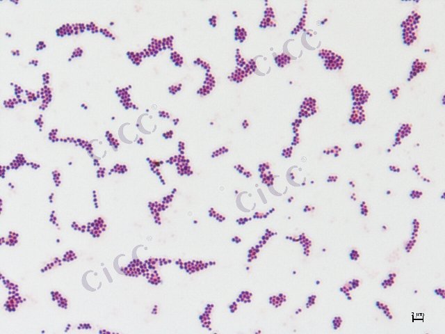 表皮葡萄球菌 Staphylococcus epidermidis CICC 10629 Staphylococcus epidermidis