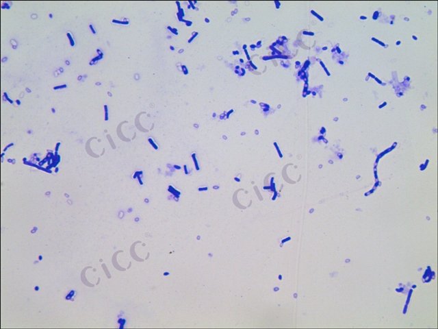 巨大芽胞杆菌 Bacillus megaterium CICC 10329 Bacillus megaterium
