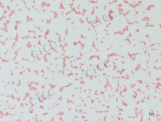 Salmonella enterica subsp houtenae