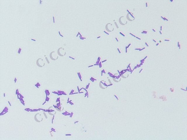 环状芽胞杆菌 Bacillus circulans CICC 10353 Bacillus circulans