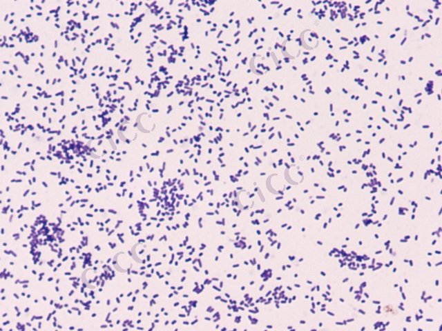 盐单胞菌属 Halomonas sp CICC 10367 Halomonas sp