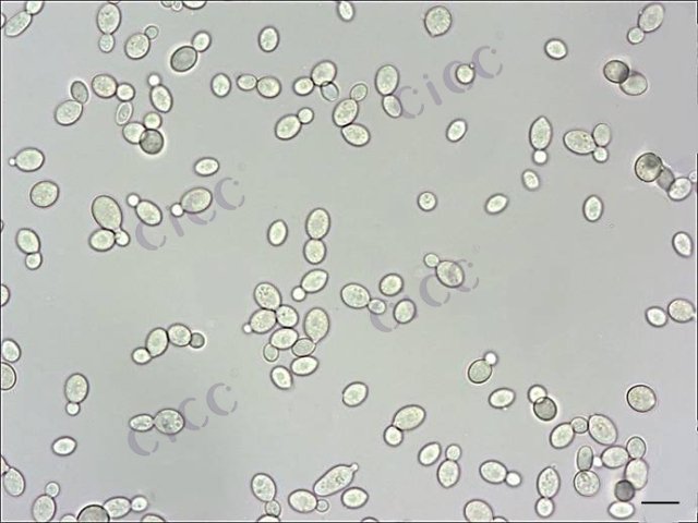 红法夫酵母 Phaffia rhodozyma CICC 33064 Phaffia rhodozyma