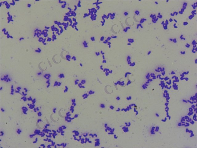 Corynebacterium glutamicum