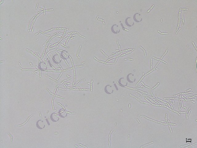 Candida guilliermondii var. carpophila
