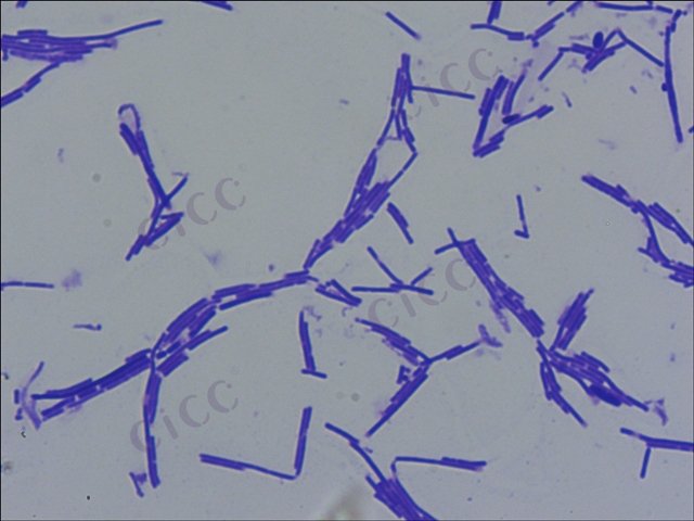 Lactobacillus delbrueckii