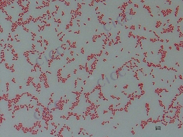 Phytobacter nematintestini
