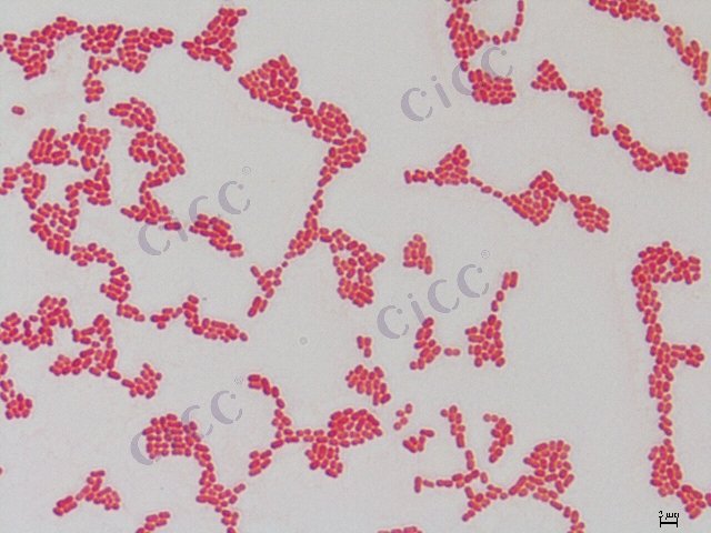 不动杆菌属 Acinetobacter sp CICC 10792 Acinetobacter sp