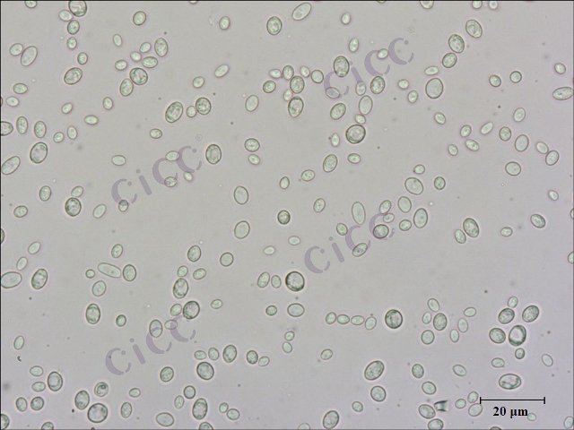 酿酒酵母 Saccharomyces cerevisiae CICC 32788 Saccharomyces cerevisiae