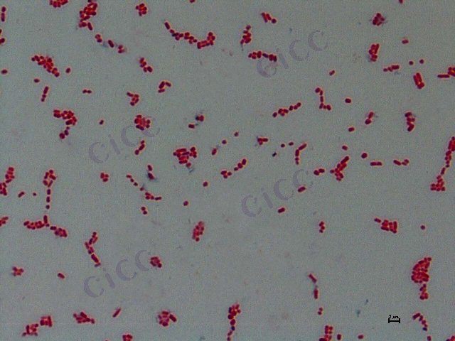 Klebsiella michiganensis