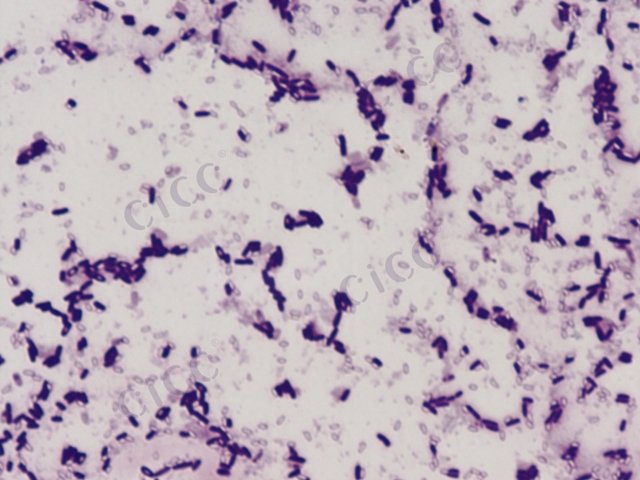 Bacillus altitudinis