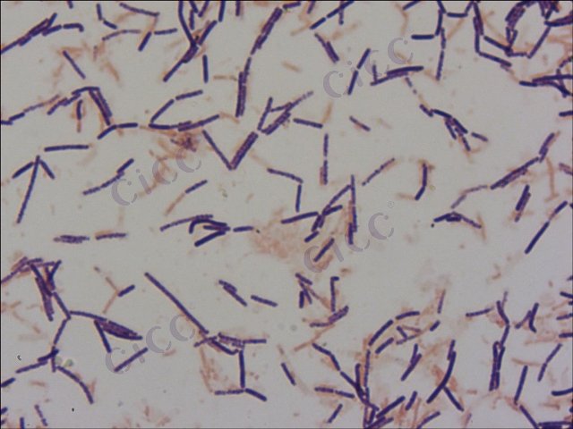 Bacillus coagulans