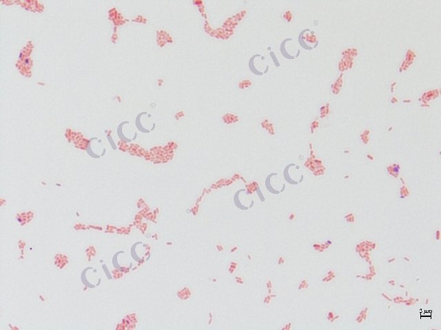 Salmonella enterica subsp enterica serovar Paratyphi B var. Java