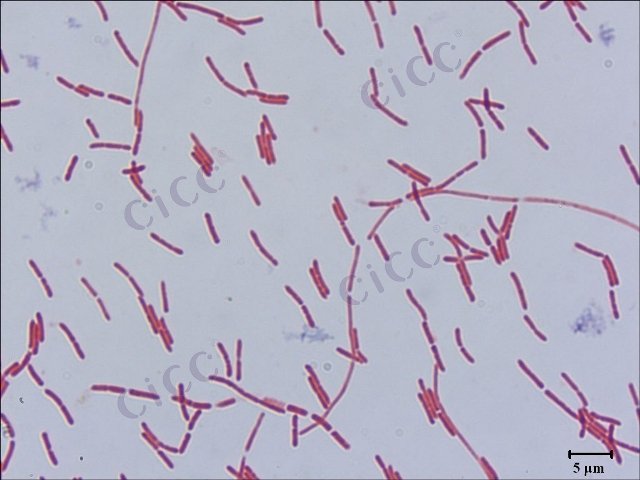 Paenibacillus mucilaginosus