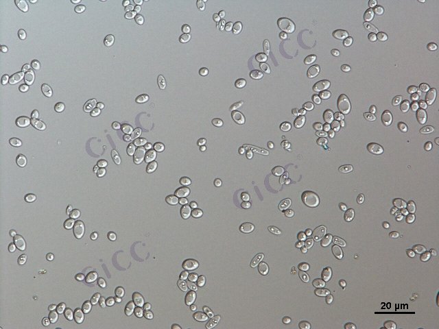 酿酒酵母 Saccharomyces cerevisiae CICC 1010 Saccharomyces cerevisiae