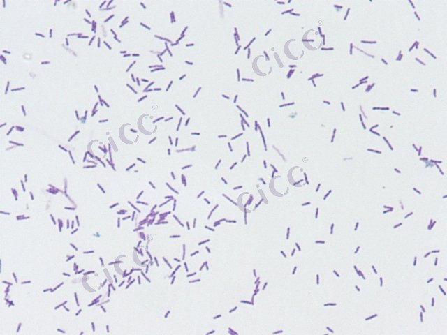 嗜麦芽糖寡养单胞菌 Stenotrophomonas maltophilia CICC 22935 Stenotrophomonas maltophilia