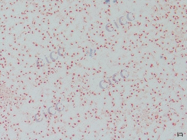 海生海洋噬琼胶菌 Catenovulum maritimus CICC 10836 Catenovulum maritimus