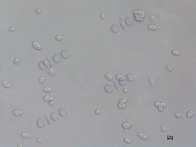 Kluyveromyces marxianus