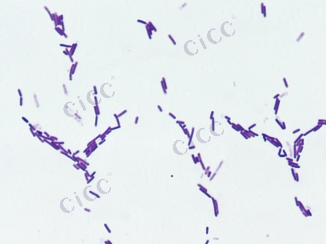 Sporosarcina koreensis