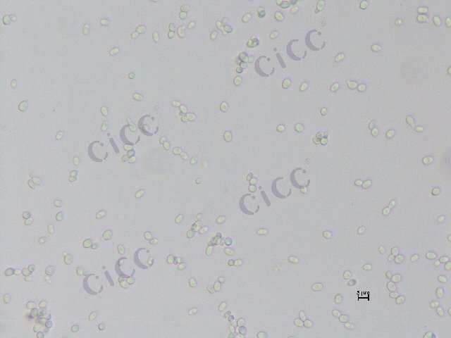 Starmerella henanensis