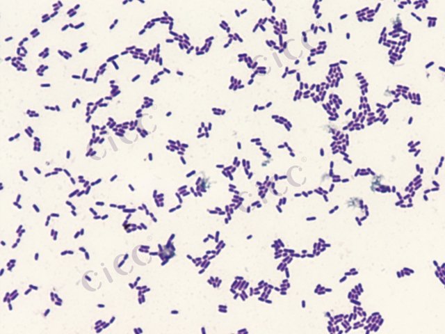 Lactiplantibacillus pentosus