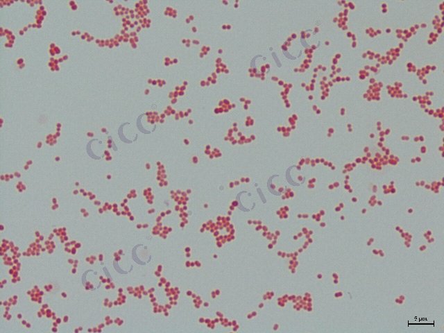 Acinetobacter sp