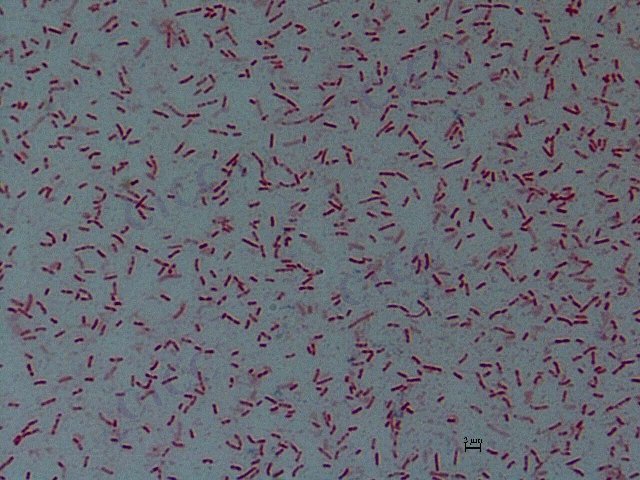 北京土生单胞菌 Terrimonas pekingense CICC 10452 Terrimonas pekingense