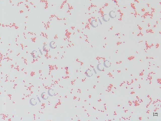 Salmonella enterica subsp enterica serovar Choleraesuis var. Decatur