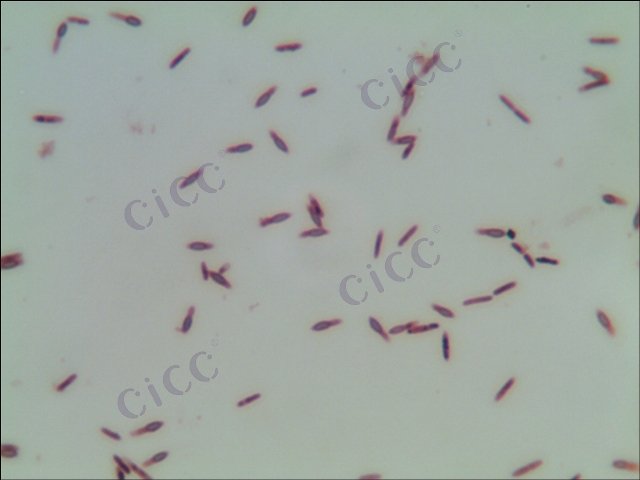 Brevibacillus sp