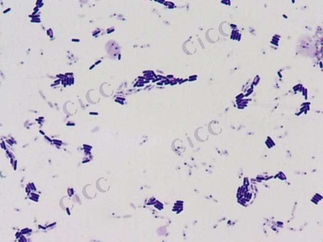 Paenibacillus polymyxa