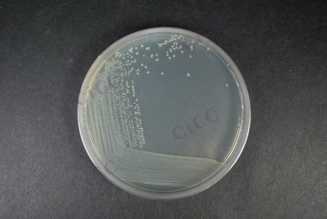 产气肠杆菌 Enterobacter aerogenes CICC 10293 Enterobacter aerogenes