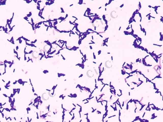 Bacillus safensis