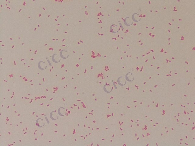 Yersinia enterocolitica