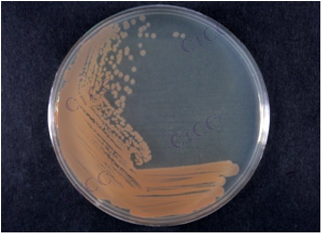 Bacillus infantis