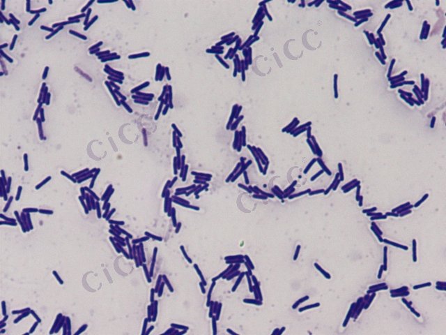 Bacillus fusiformis