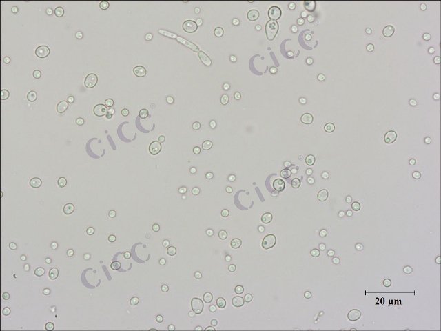 白假丝酵母 Candida albicans CICC 1943 Candida albicans