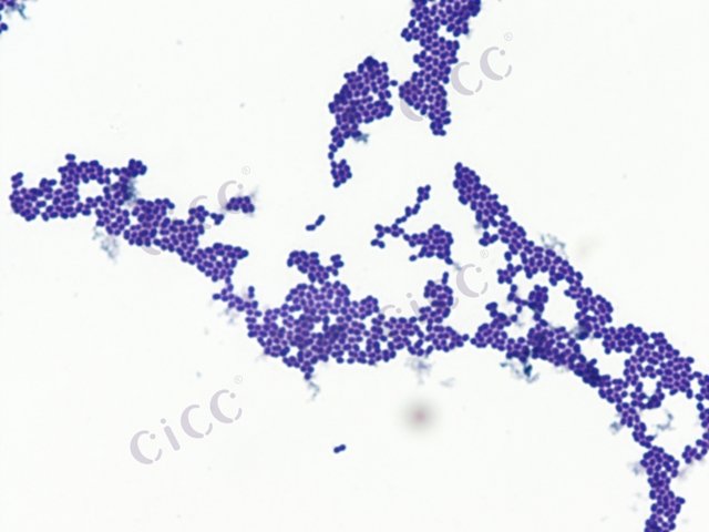 Enterococcus faecium