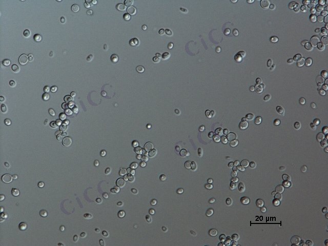 Candida tropicalis