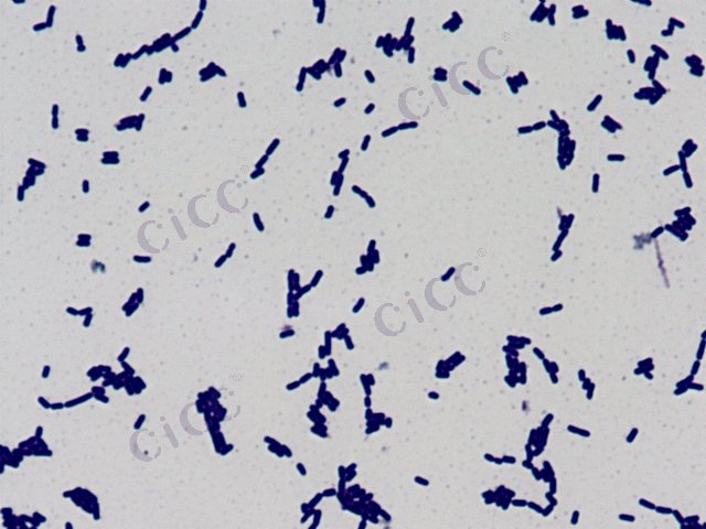 Lactiplantibacillus pentosus