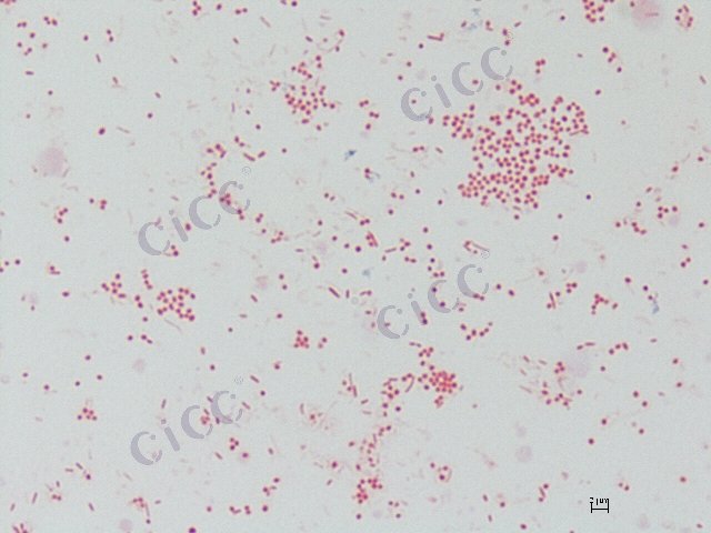 Microbulbifer maritimus