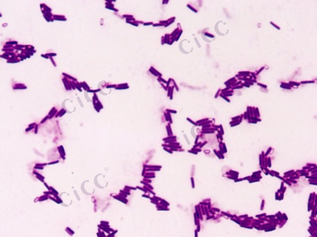 Bacillus subtilis