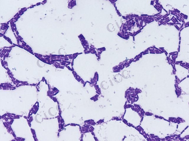 Bacillus licheniformis