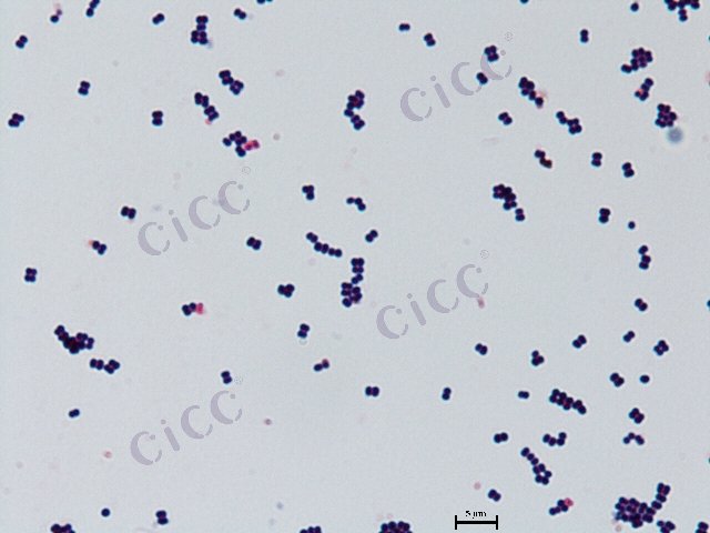 Pediococcus pentosaceus