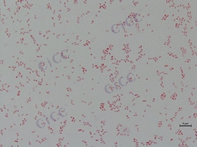 宋内氏志贺氏菌 Shigella sonnei CICC 21679 Shigella sonnei