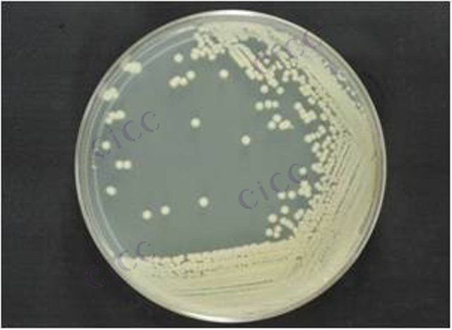 Bacillus endophyticus